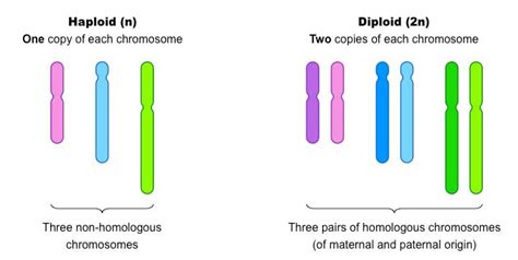 Meiosis