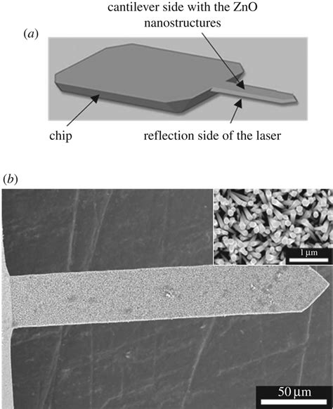 (a) Diagram of an AFM cantilever with optical readout. (b) SEM pictures ...