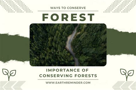 Conserving Forests: Tips to Preserve Our Natural Resources