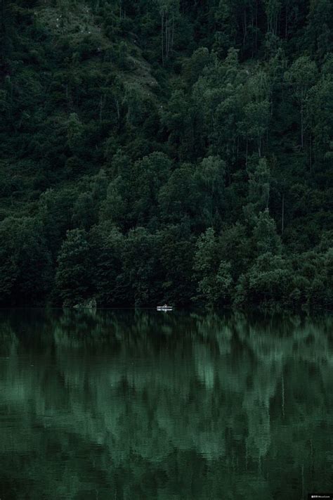 树 森林 绿色 湖 船 水 风景摄影图片图片壁纸