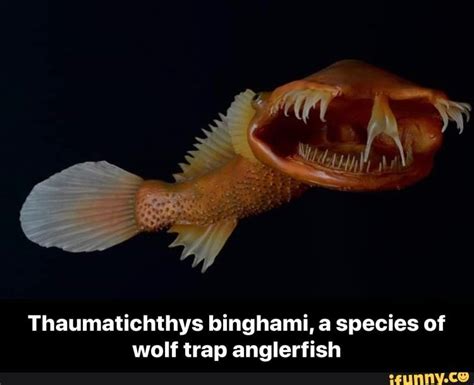 Wolf Trap Anglerfish