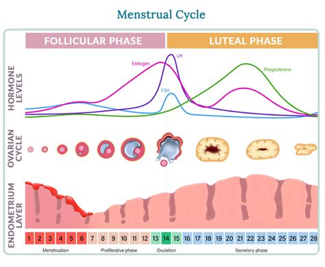 Menstrual Cycle - Women's Health Network