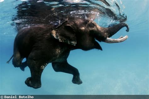 Elephant Underwater Photography