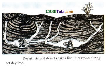 Some Terrestrial Habitats - Types, Habitat Plants and Habitat Animals - CBSE Tuts