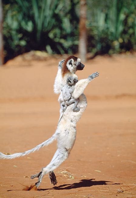 hopping - Animal Stock Photos - Kimballstock