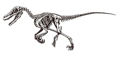 Dinosaur Velociraptor / Whole body skeleton / Drawing | ai illustrator file | US$5.00 each | Ai ...