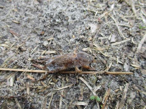 Mole Cricket Reminder | N.C. Cooperative Extension