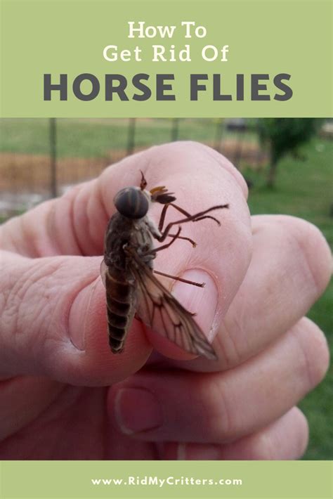 21+ Pictures of horse flies information | horsestabledesigns