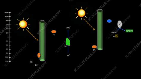 Photosynthesis and redox potentials - Stock Video Clip - K004/2680 ...