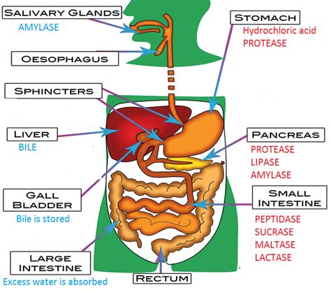 Digestive Enzymes - Simplified Biology