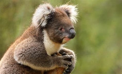 Very pretty brown colored koala... | Koala, Animals, Koalas