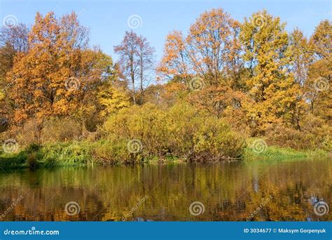 Yellow autumn forest stock image. Image of scenics, landscape - 3034677