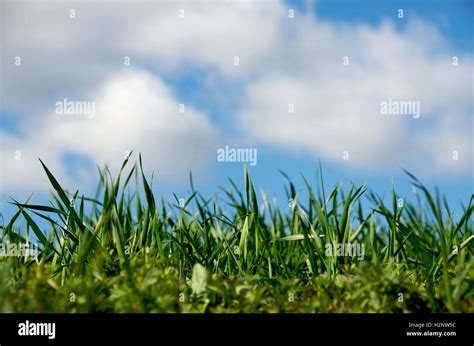 Grass, clouds, sky Stock Photo - Alamy