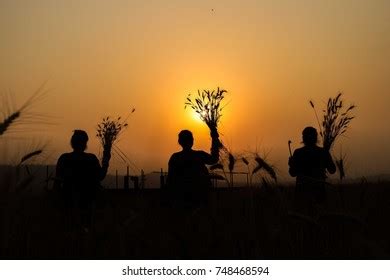 Paddy Harvesting Stock Photo 748468594 | Shutterstock