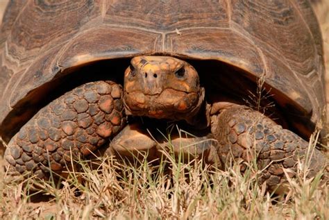 Premium Photo | Redfooted tortoise geochelone carbonaria gran chaco paraguay