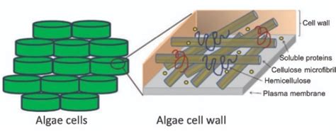 Cell wall - Bút Chì Xanh