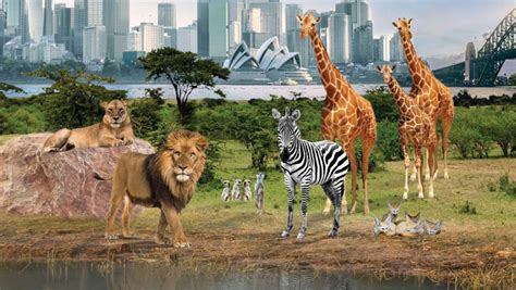 Taronga Zoo To Undergo Upgrade - Retail & Leisure International