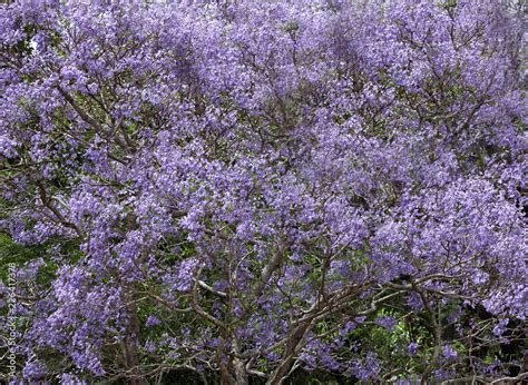 Beautiful Jacaranda trees in New Farm Park, Queensland, Australia Stock ...