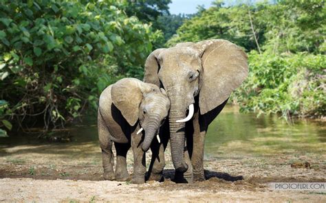 indian elephant habitat pictures | African+elephant+habitat thank you | Elephant pictures ...