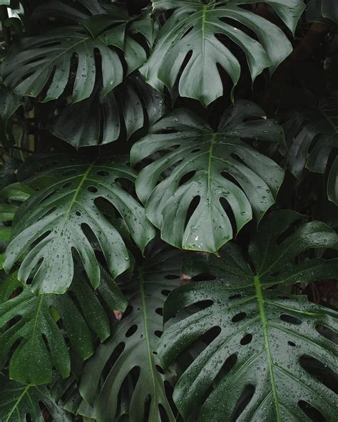 Monstera Deliciosa Wallpapers - Wallpaper Cave