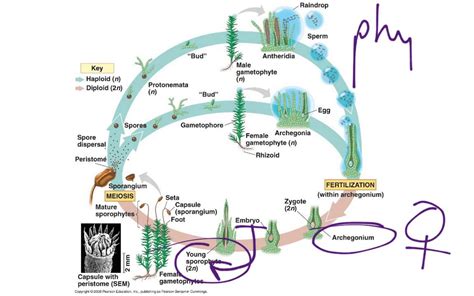 Moss Life Cycle - YouTube