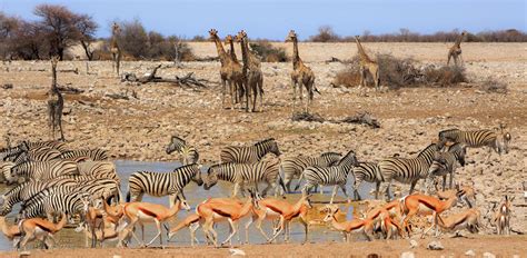 Etosha National Park Tailor-made Tours and Holidays 2024-2025 | Cox & Kings