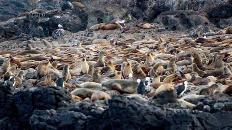 Seal Watching Cruise, Tour, Phillip Island, Victoria, Australia