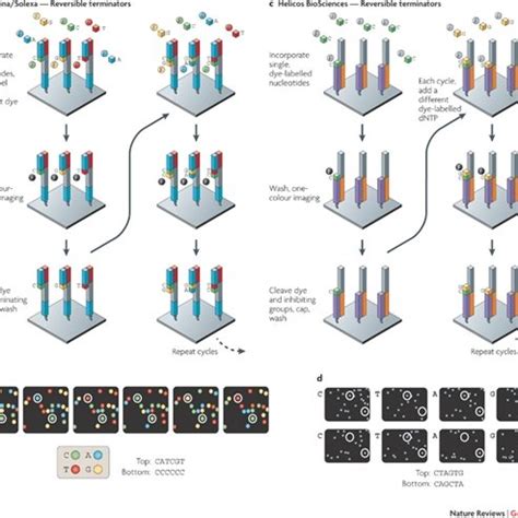 1: The process of Sanger sequencing | Download Scientific Diagram