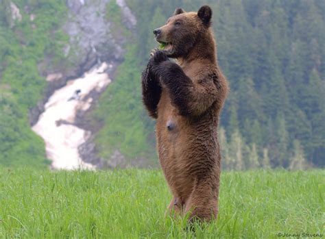 11 amazing facts about Canada’s bear species | Canadian Geographic