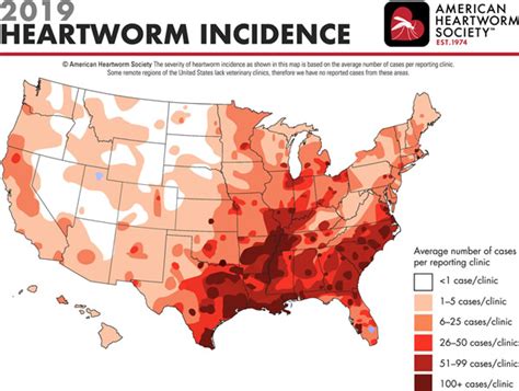 What is Heartworm and Can My Cat Get One? - Cat Friendly Homes