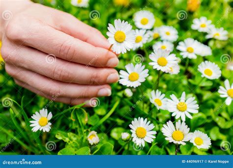 Macro Close Up of Hand Picking Flowers. Stock Image - Image of ...