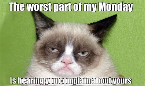 21 Grumpy Cat memes you can relate to every Monday of your life | Buzz ...