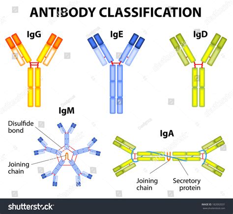 Different Types Immunoglobulins Igg Iga Igd Stock Vector (Royalty Free) 182092031 | Shutterstock