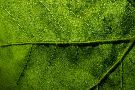 Leaf-Macro photography - Adaptalux.com