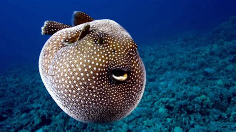 Pufferfish – "OCEAN TREASURES" Memorial Library