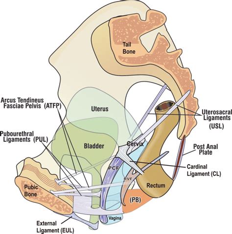 -The ligaments of the pelvic floor perspective: standing position. | Download Scientific Diagram