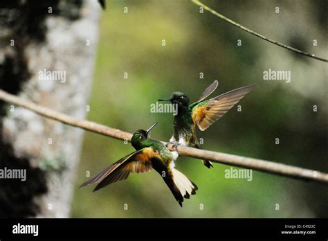 Close-up of two green hummingbirds, taken in the Cocora valley where ...