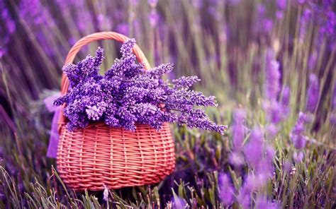 Lavender Desktop Wallpapers - Top Free Lavender Desktop Backgrounds - WallpaperAccess