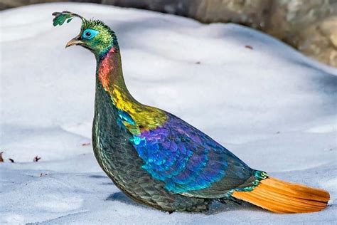 Himalayan Monal: The Nine-Coloured Bird of the Himalayas - STSTW Most Beautiful Birds, Pretty ...