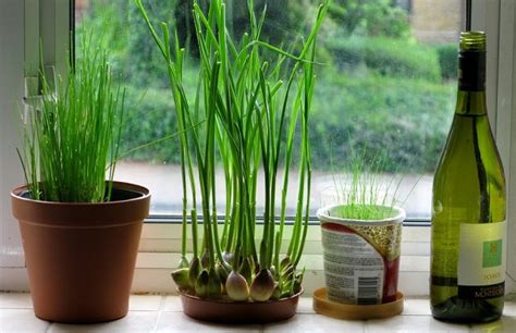 How to Grow Garlic Indoors | Growing Garlic In Pots