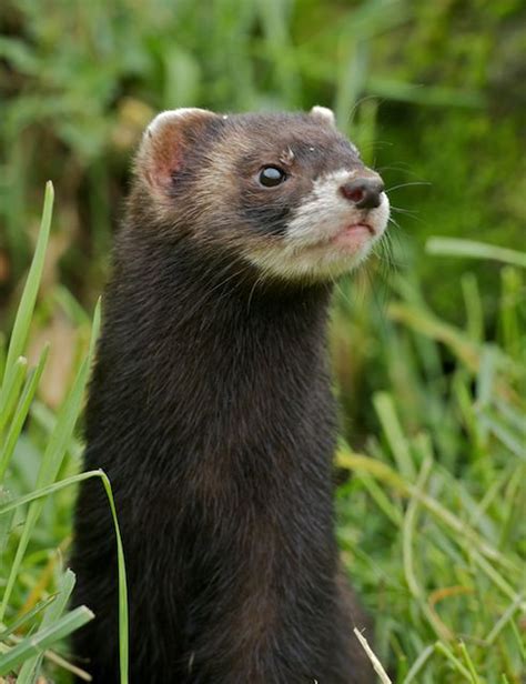 British Wildlife Centre ~ Keeper's Blog: Polecat Babies