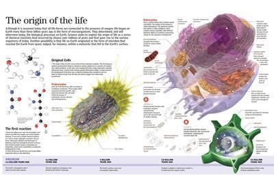 'Infographic of the First Forms of Life on Earth, 4.500 Million Years Ago' Posters ...