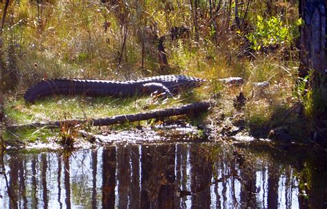 Dancing 'Cross the Country: The Okefenokee Swamp