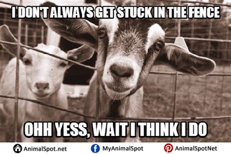 Goat Memes Clean - Animal Spot