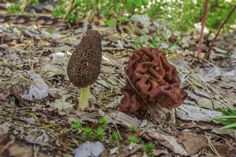 How Do I Identify a True Morel From a False Morel? - Mushroom Huntress