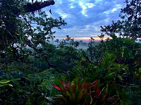 Sun rising over the Amazon rainforest - Tiputini Biodiversity Station ...