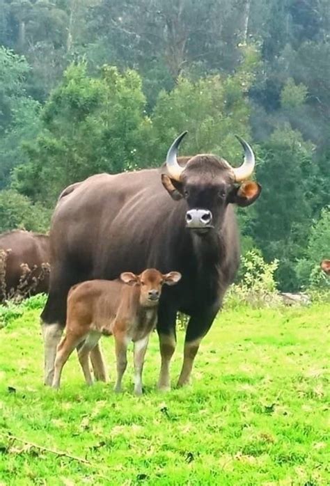 Massive Indian Gaur and her Lil Calf doing a photo shoot | Wild animals ...