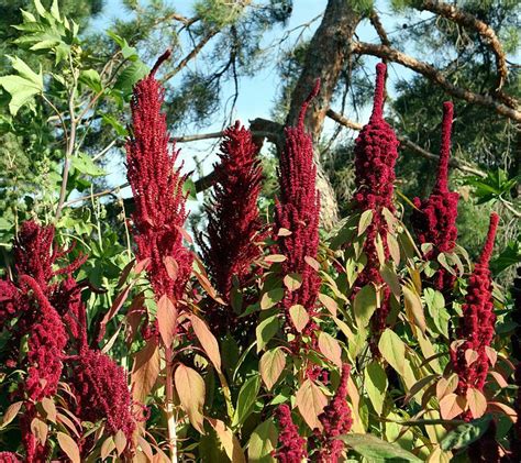 Amaranth | Diseases and Pests, Description, Uses, Propagation