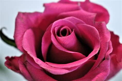 Close-up Of A Pink Rose Free Stock Photo - Public Domain Pictures