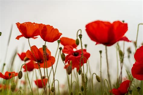 Poppy Flower Meaning: Symbolism, History, Memorial Day - Parade